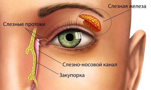 качественная Канальцевая (слезно-носовая) проба качественная Канальцевая (слезно-носовая) проба